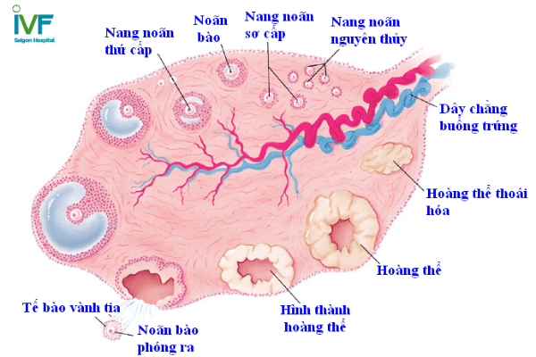 nang noãn