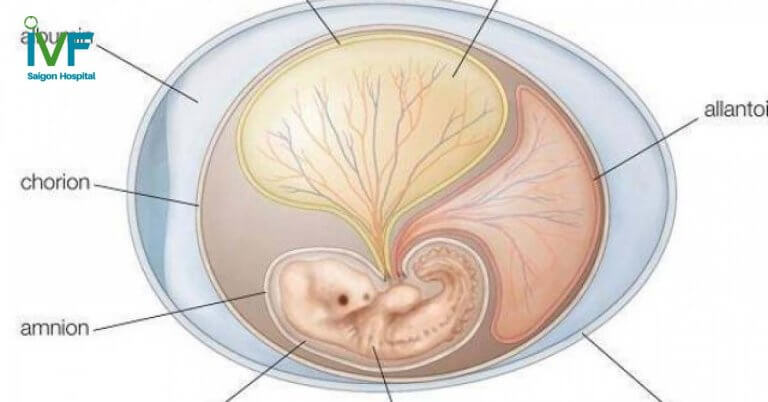 Dấu hiệu nhận biết phôi thai ngừng phát triển