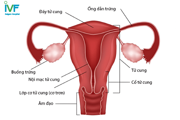 cắt bỏ buồng trứng