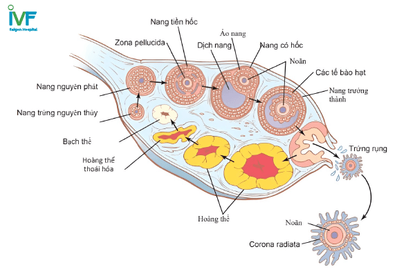 u nang buồng trứng