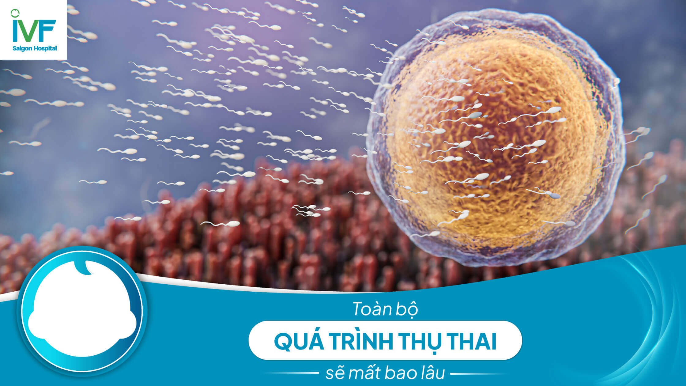 Toàn bộ QUÁ TRÌNH THỤ THAI sẽ mất bao lâu?