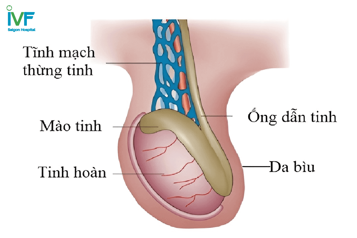 tinh hoàn bình thường