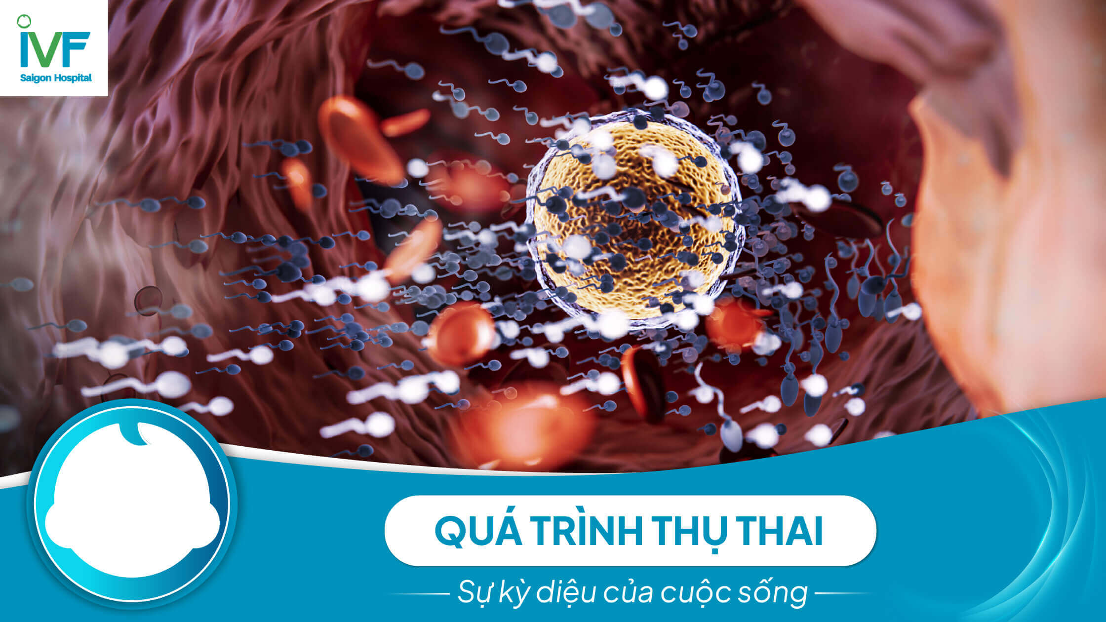 QUÁ TRÌNH THỤ THAI - sự kỳ diệu cuộc sống