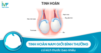 Tinh hoàn bình thường của nam giới có kích thước bao nhiêu?