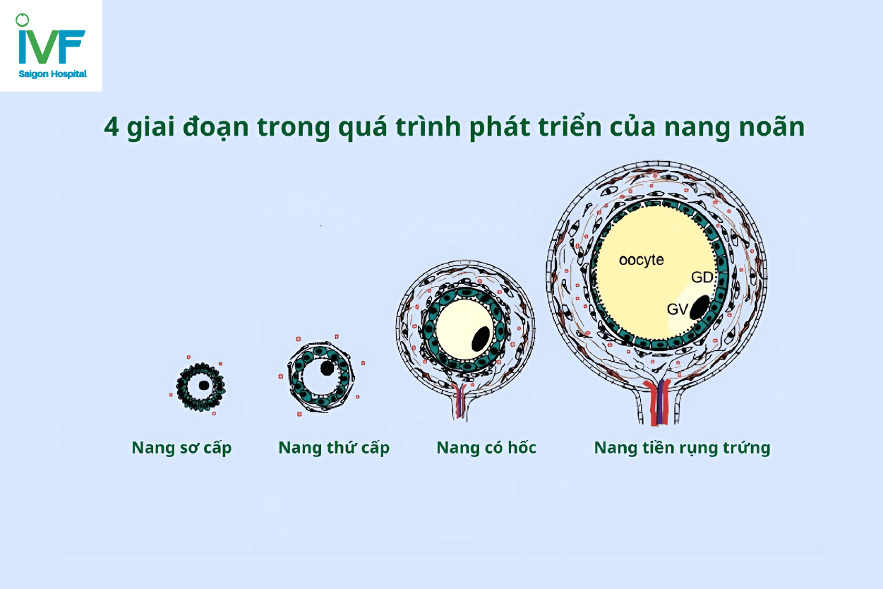 canh trứng để thụ thai