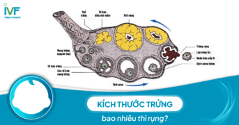 Kích thước trứng bao nhiêu thì rụng?