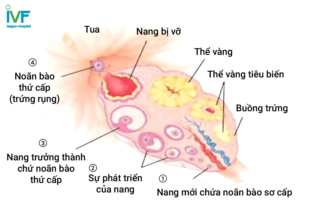 siêu âm nang noãn