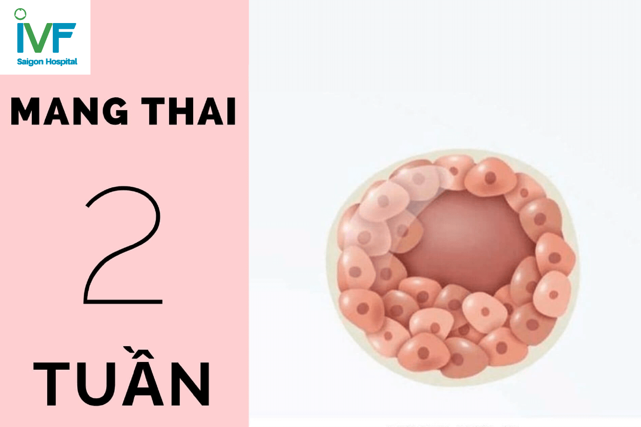 thai-nhi-2tuan-phat-trien-the-nao