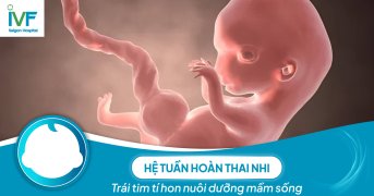 Hệ tuần hoàn thai nhi: Trái tim tí hon nuôi dưỡng mầm sống