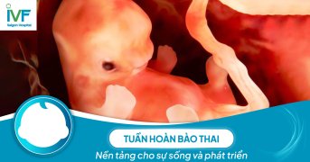 Tuần hoàn bào thai: Nền tảng cho sự sống và phát triển