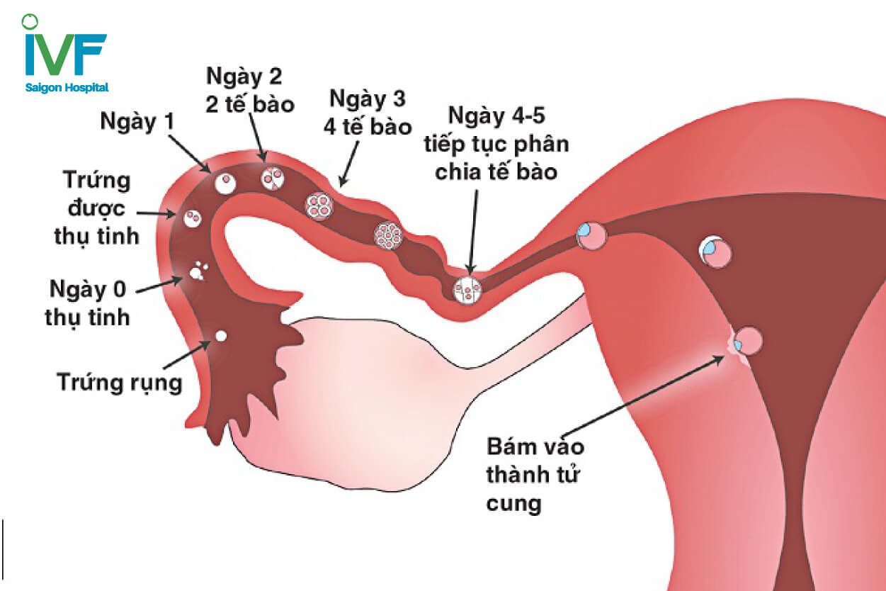 chu ky kinh nguyet