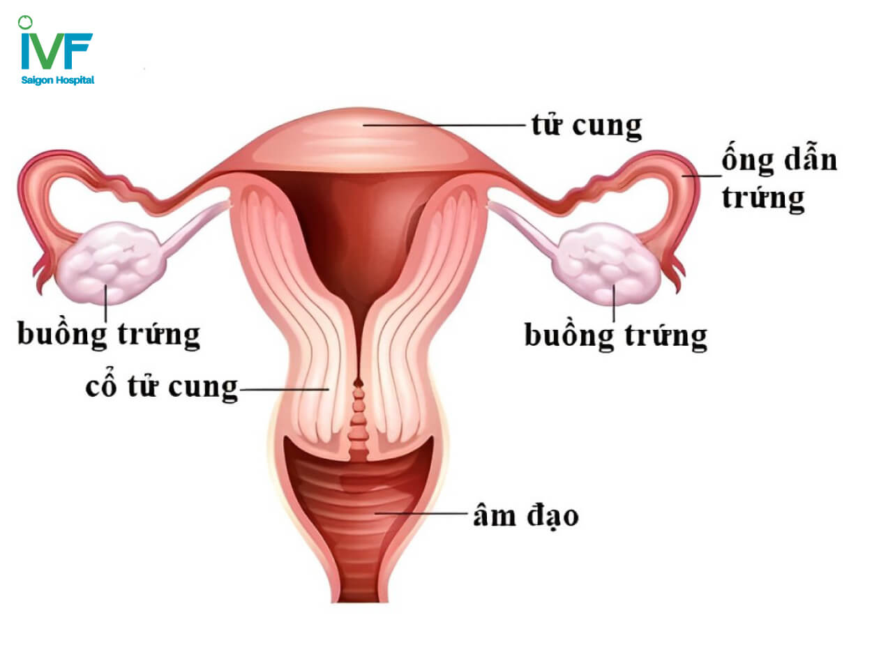 cau tao ong dan trung