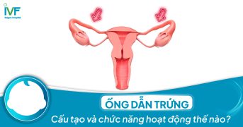 Ống dẫn trứng: Cấu tạo và chức năng hoạt động thế nào?